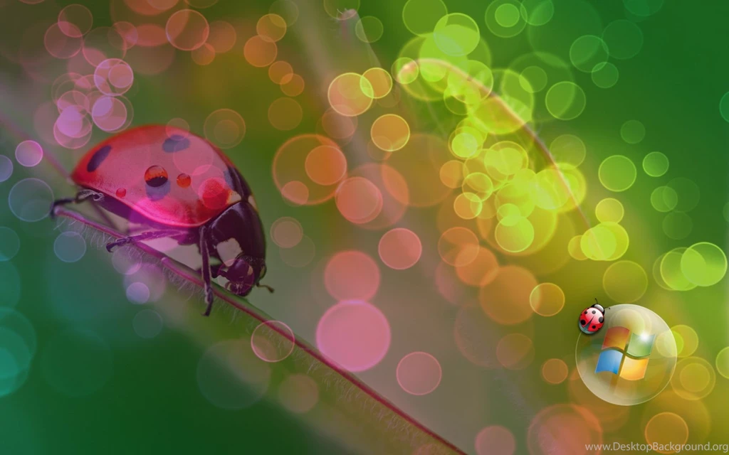 Ladybug Wallpapers Ladybugs Wallpapers (32777471) Fanpop