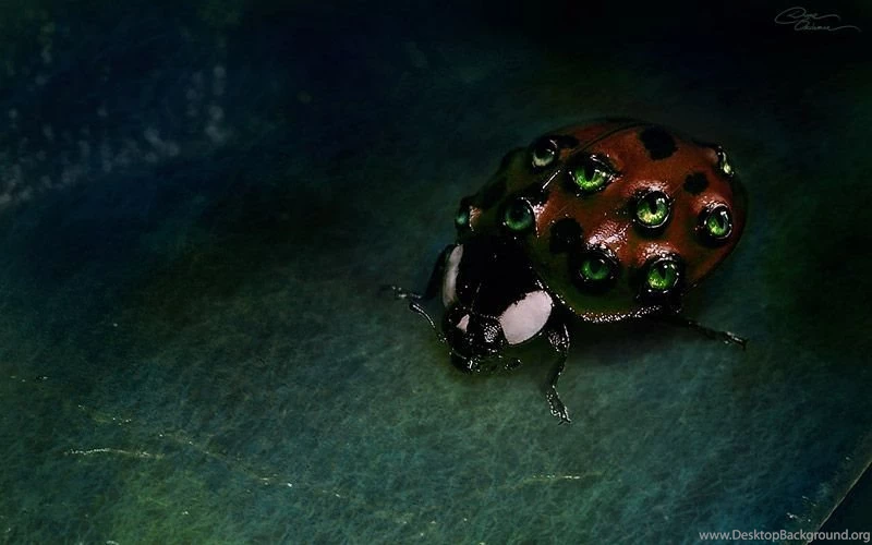 Ladybug Wallpapers Dark Version By DianePhotos On DeviantArt