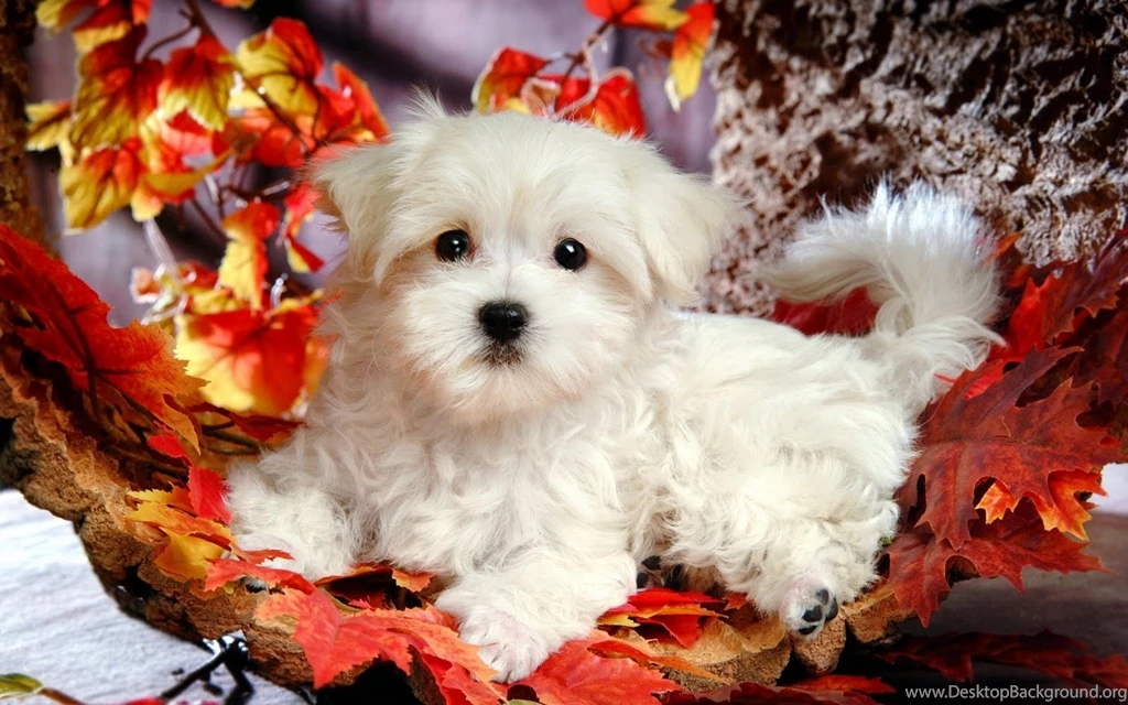 Christmas puppy backgrounds wallpaper.jpg