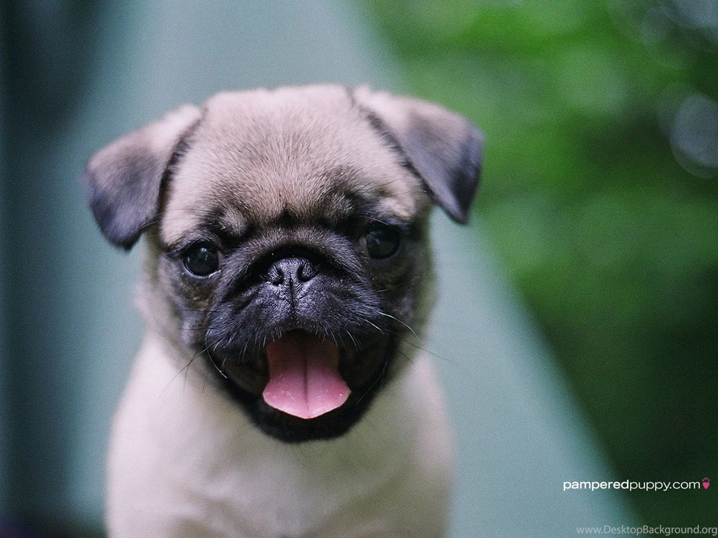 Gallery For   Pug Puppy Desktop Wallpapers