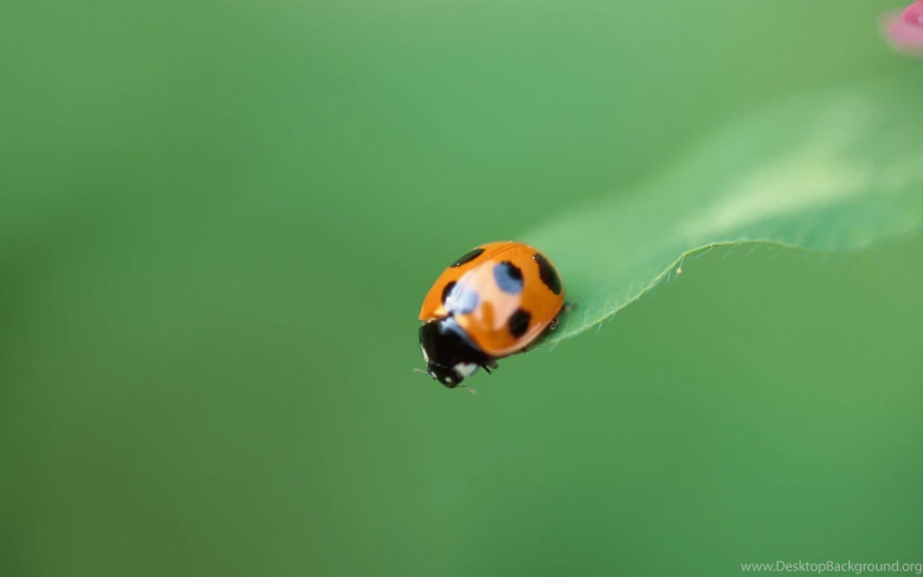 Gallery For   Animated Ladybug Wallpapers