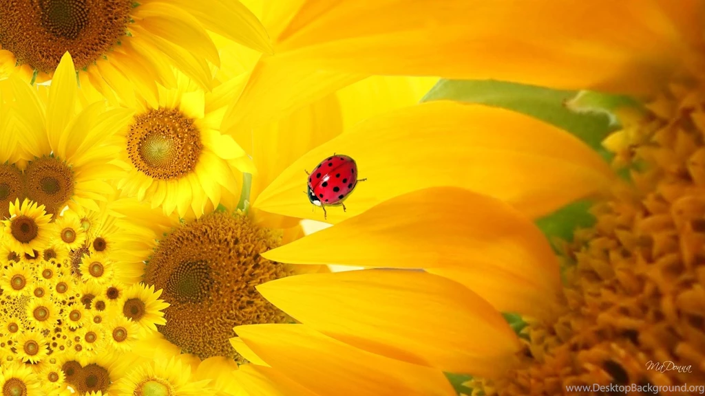 Sunflower Ladybug >> HD Wallpaper, Get It Now!
