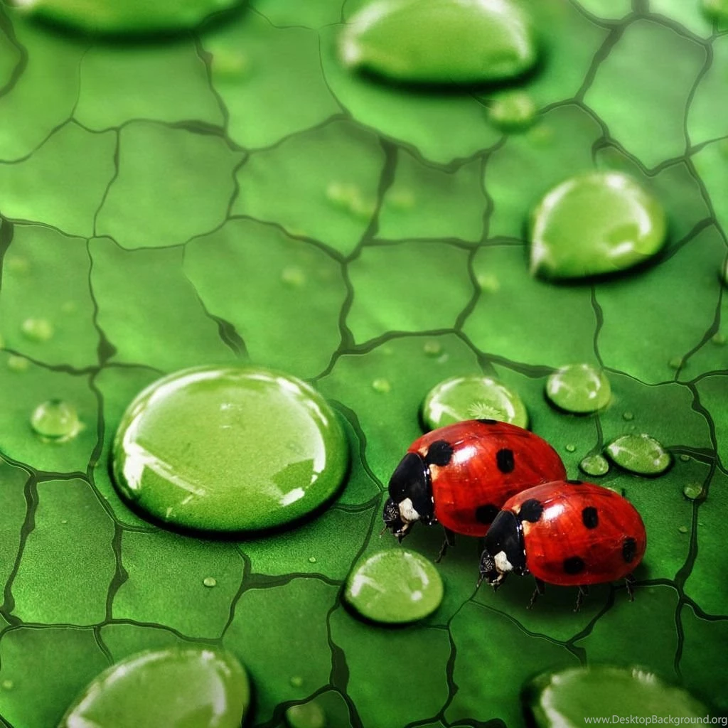 Ladybug In Love iPad Wallpapers Download