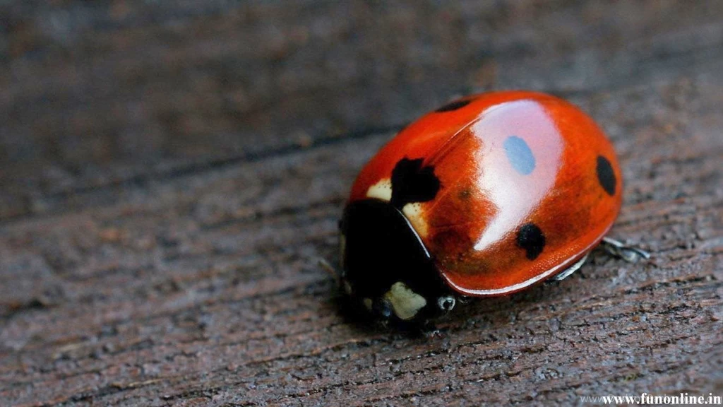Ladybug Wallpapers, Download Colorful Ladybugs HD Wallpapers Free