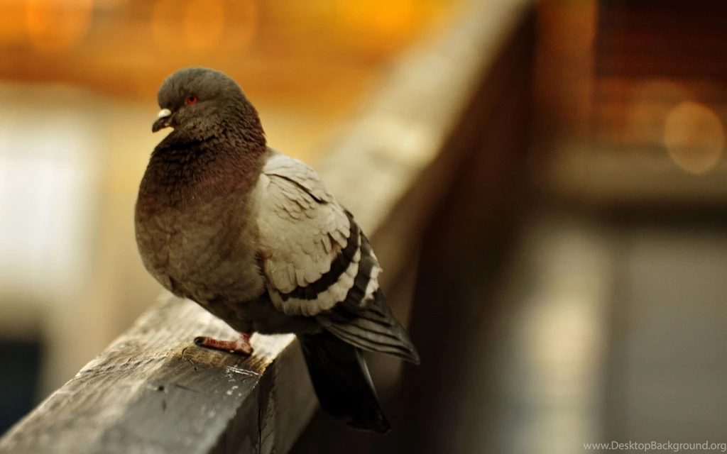 Crazy Pigeon Bird Widescreen
