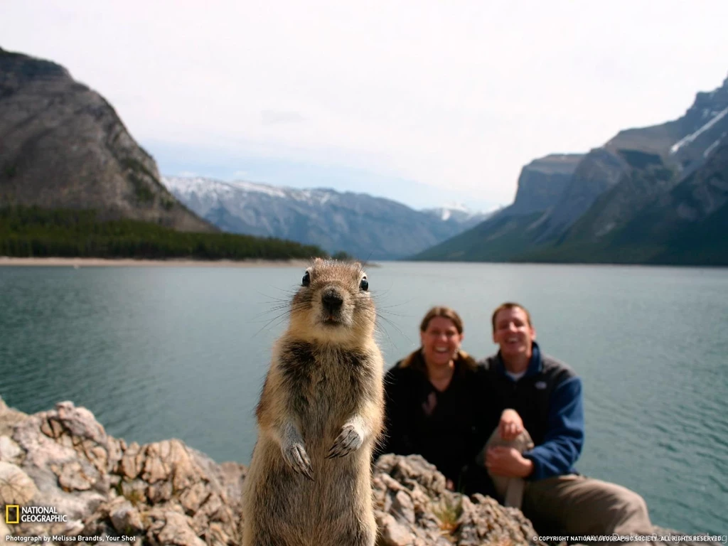 Squirrel Portrait Photo, Banff Wallpapers National Geographic ...