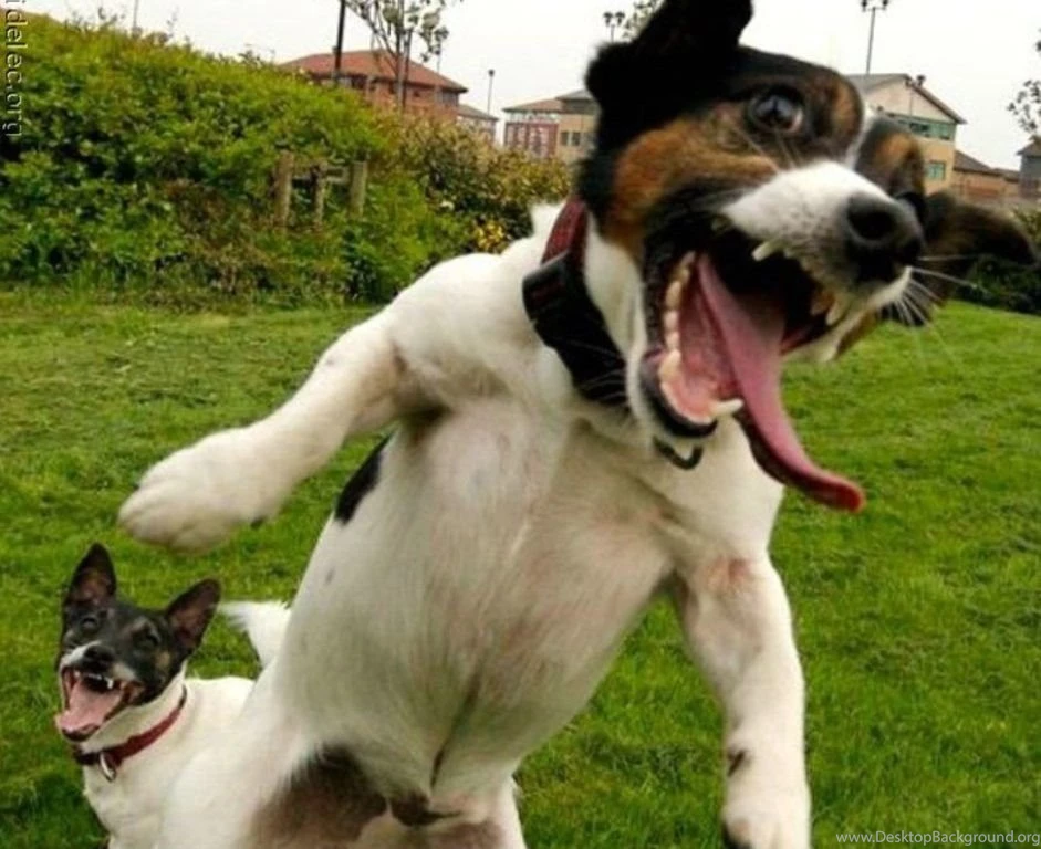 Dogs: Crazy Dog Dogs Funny Animals Background Images For HD 16:9 ...