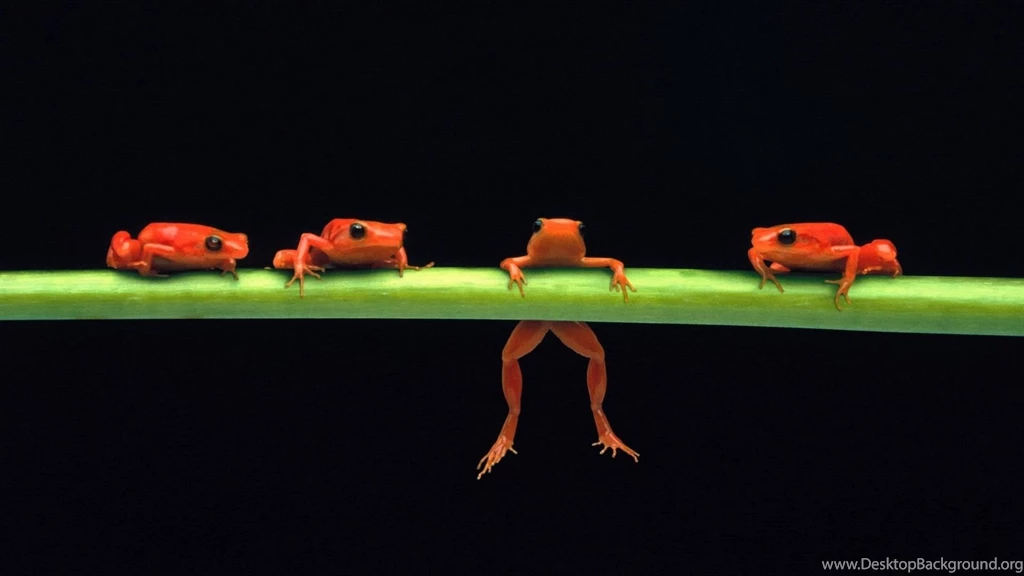 Gallery For Crazy Frog Computer Desktop Wallpapers