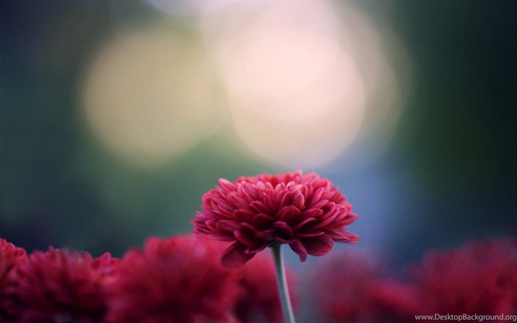 Chrysanthemums Wallpapers HD Images New