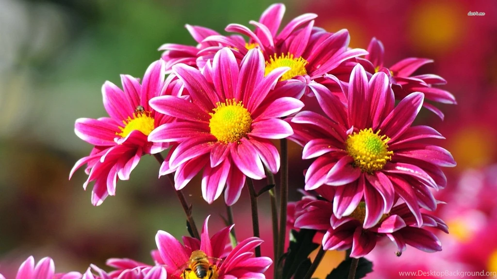 Pink Chrysanthemum Wallpapers Flower Wallpapers