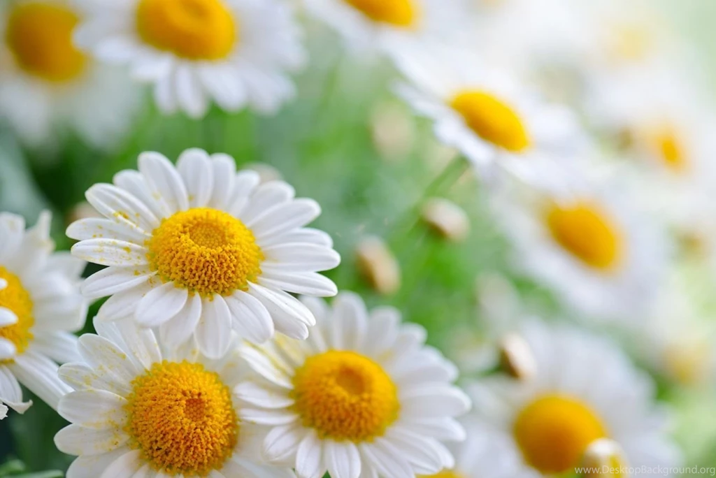 Chrysanthemum 31681 Flower Wallpapers Flowers