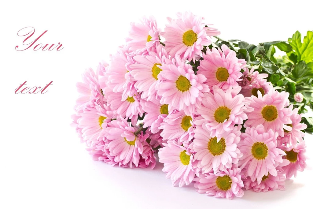 Chrysanthemum 30724 Rural Scenery Landscape Scenery