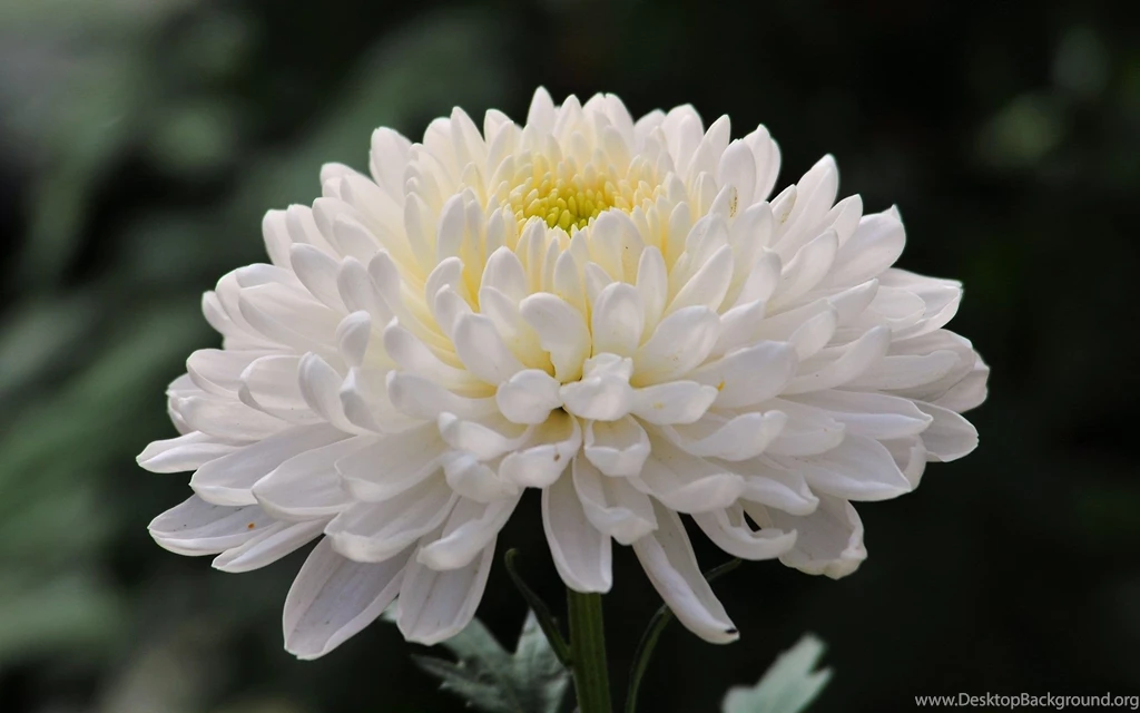 Chrysanthemum Wallpapers