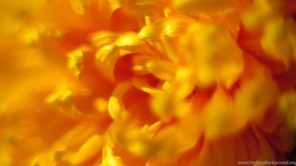 Chrysanthemum HD Wallpapers