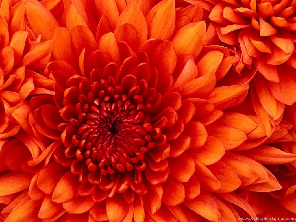 Chrysanthemum   Windows 7 Vista & XP Picks Wallpapers (27752311 ...