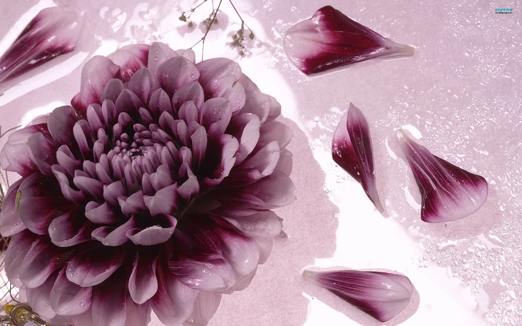Blue Horizon Wallpapers Flower Wallpapers