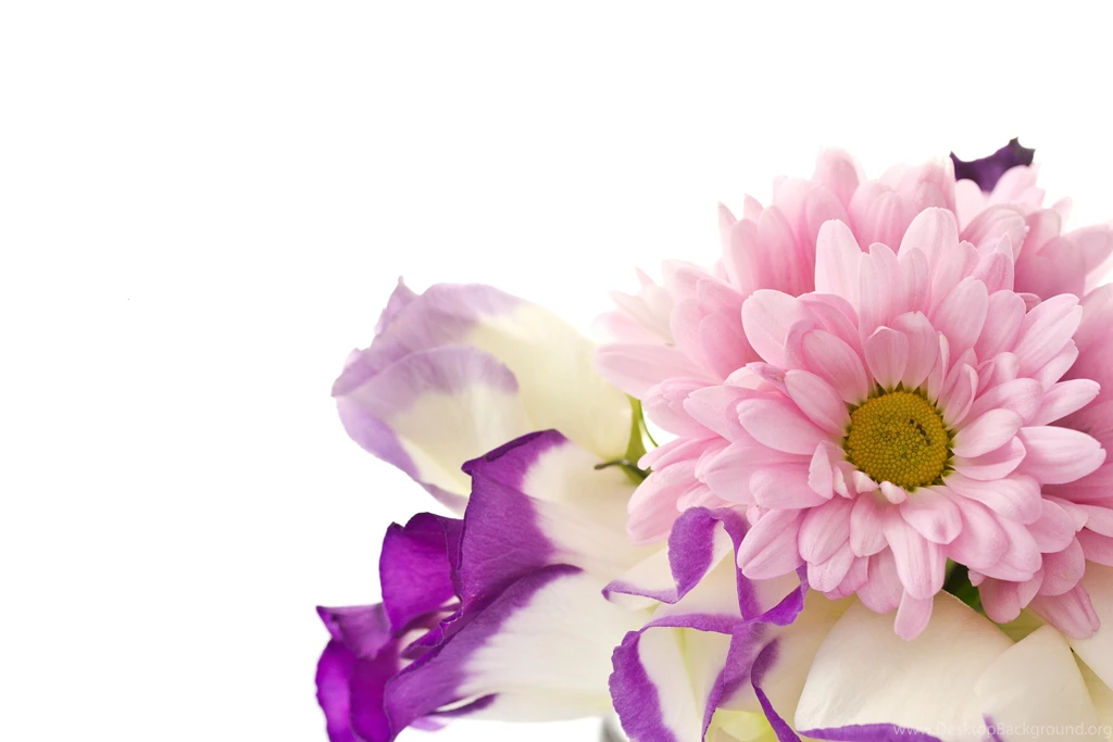 LISIANTHUS CHRYSANTHEMUM WALLPAPER   (