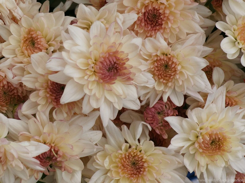 Beautiful_chrysanthemum dsc07524 a1 wp.jpg