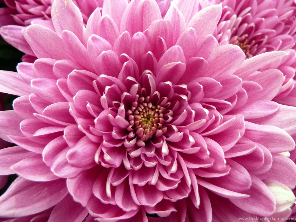 Chrysanthemum Flower HD Wallpapers