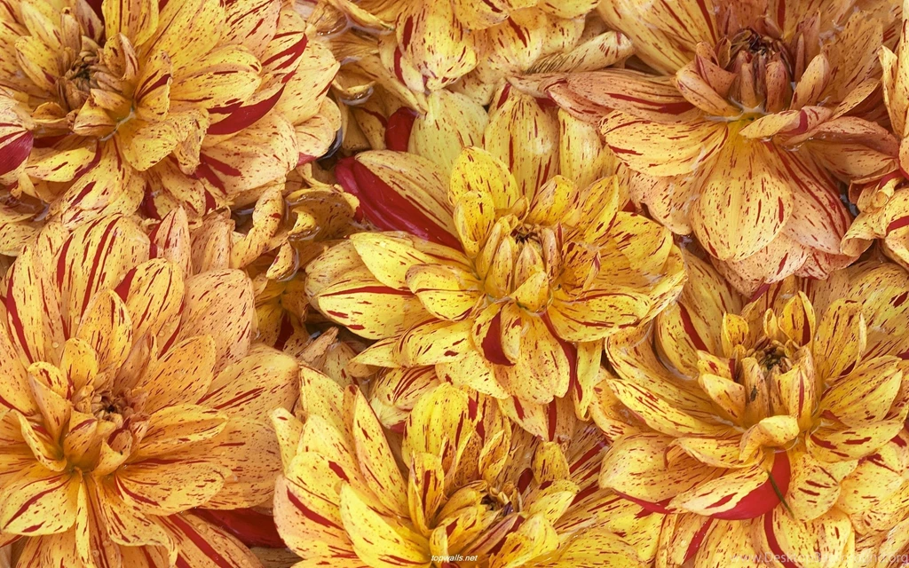 Chrysanthemum