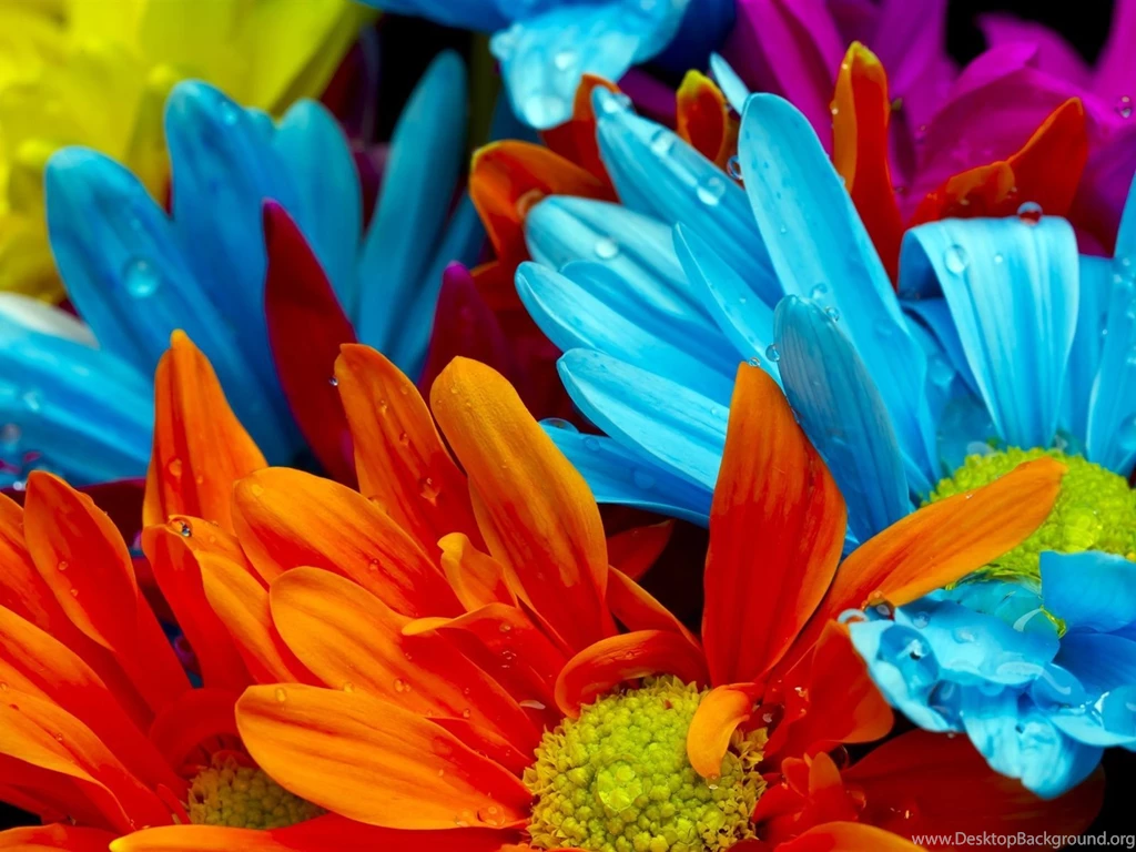 The Bright Colorful Of Chrysanthemum Petals Wallpapers
