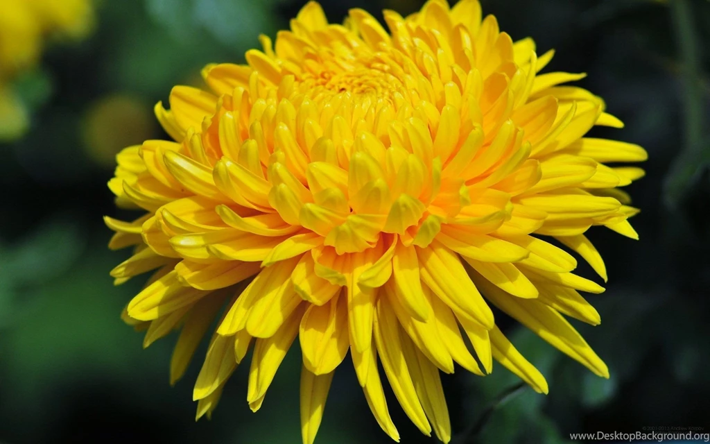 Gallery For Chrysanthemum Yellow Wallpapers