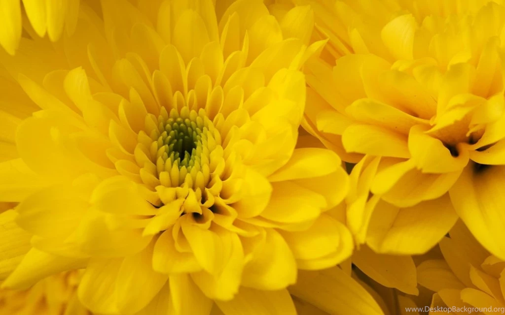 Gallery For Chrysanthemum Yellow Wallpapers