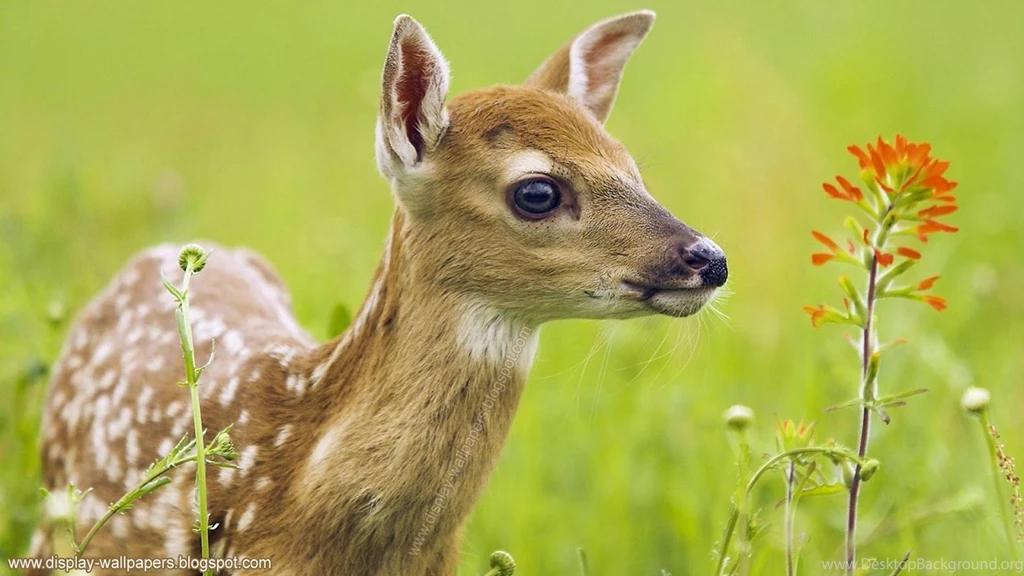 Gallery For   Animal Wallpapers Full Hd