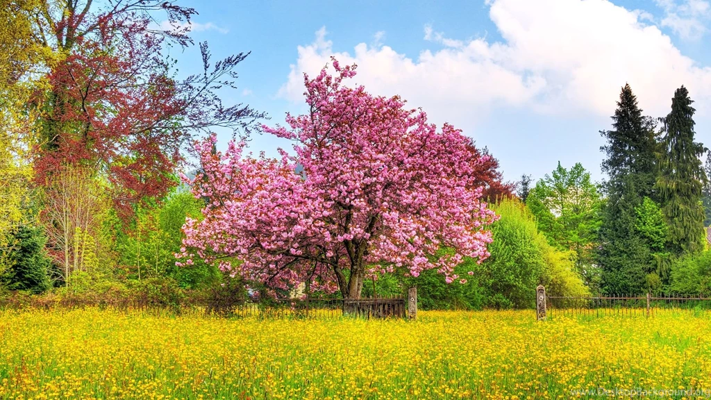 Spring HD Wallpapers 1080p