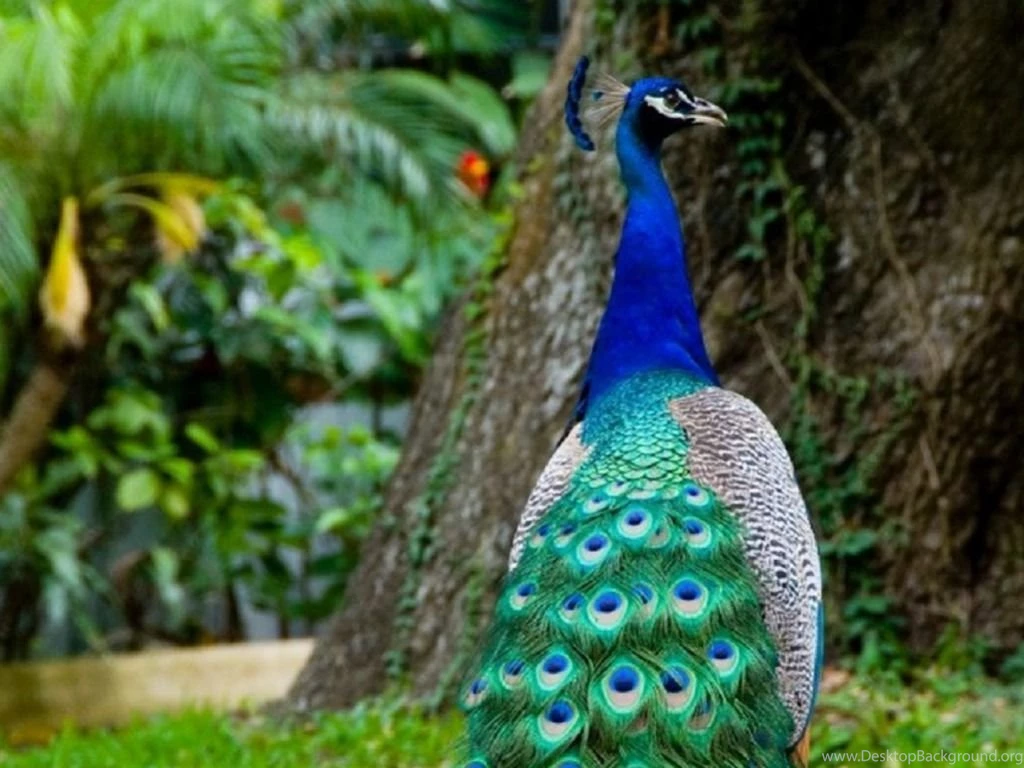 Peacock HD Wallpapers Desktop Pictures
