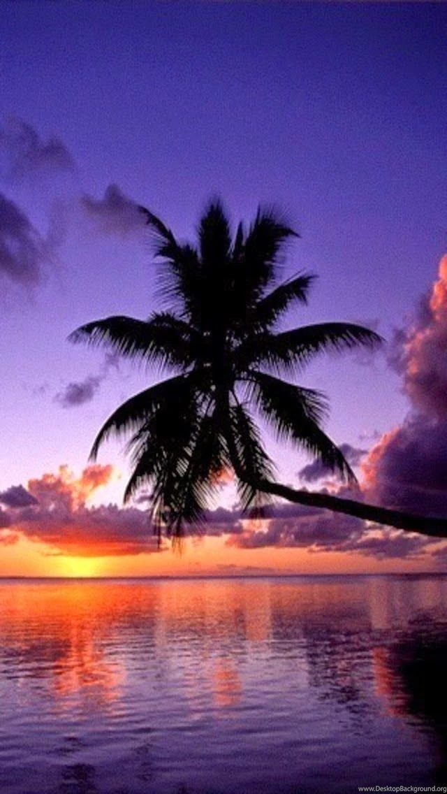 Futurecars For Journey: Palm Tree Sunset Ocean Beach Iphone Wallpapers