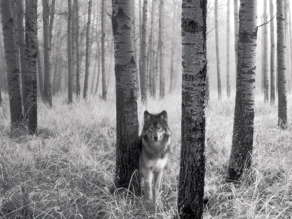 1152x864 Stalking Wolf Desktop PC And Mac Wallpapers