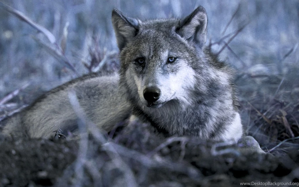 Animal Wolf Wallpapers WallpaperFav.com