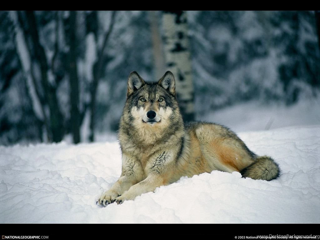 Resting Gray Wolf Picture, Resting Gray Wolf Desktop Wallpapers ...