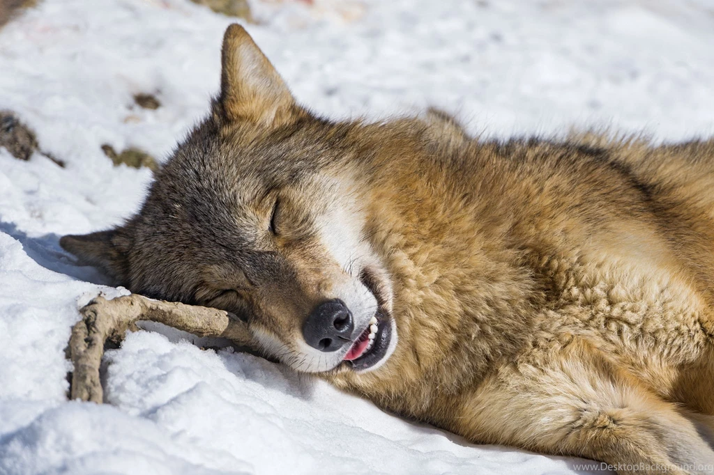 Wolf Good Sleep Desktop Backgrounds HD 2048x1363