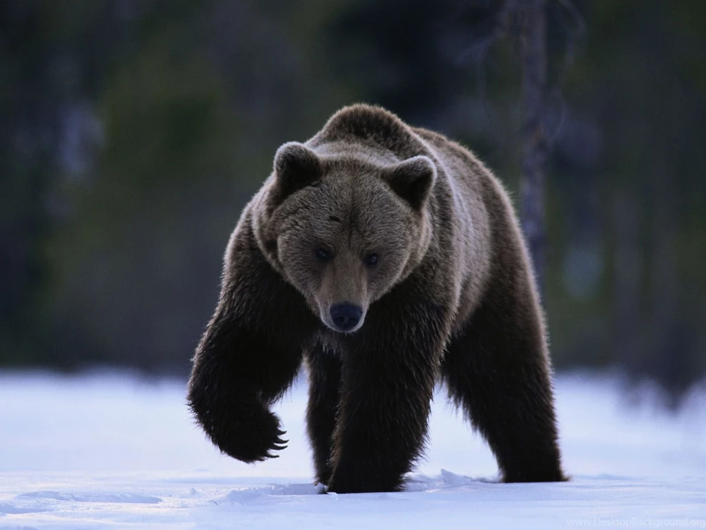 Desktop animals pictures hd wallpaper.jpg