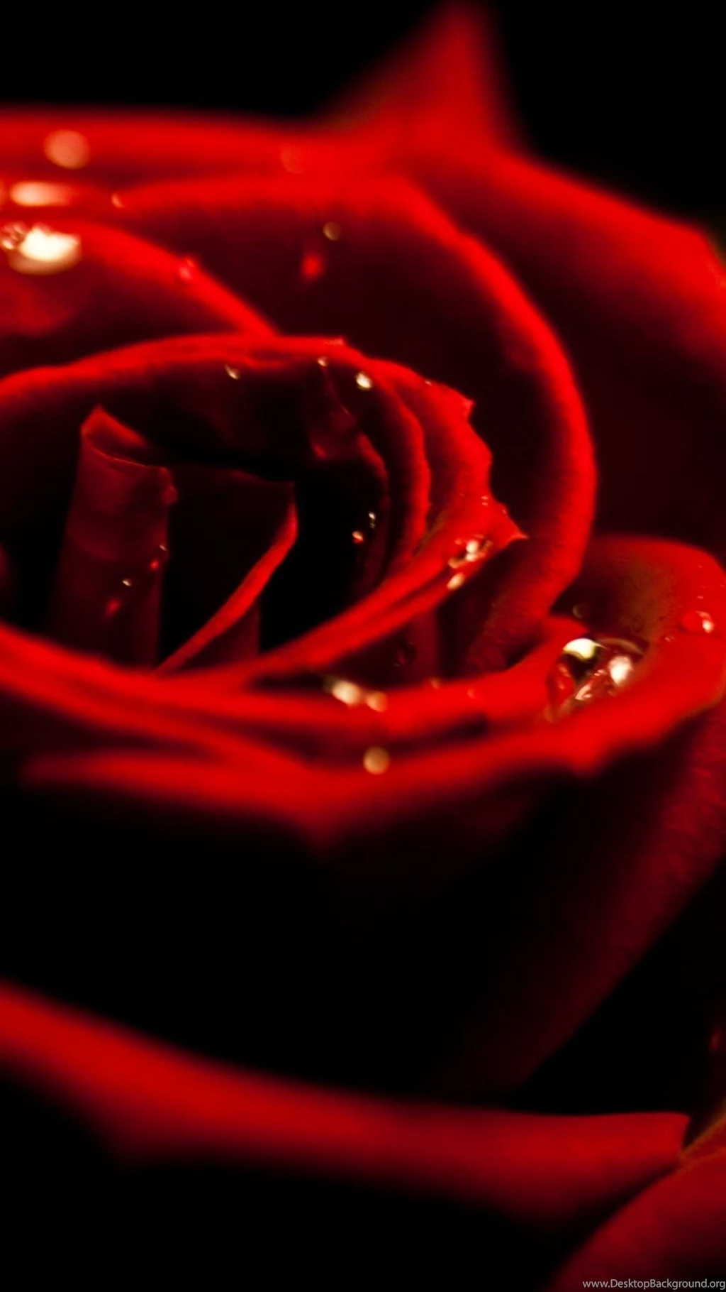 Red Rose Dew Closeup iPhone 6 Wallpapers Download