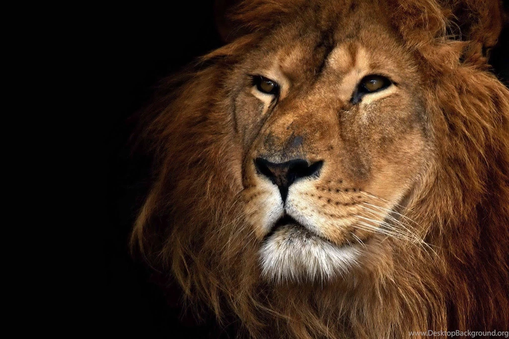Mountain lion