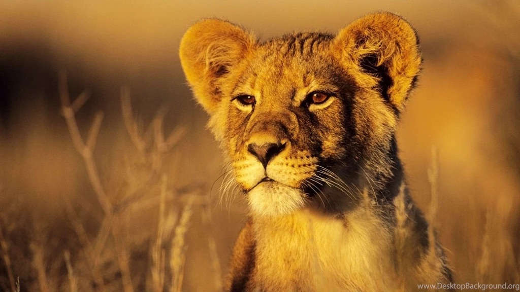 1366x768 Lion Cub Desktop PC And Mac Wallpapers