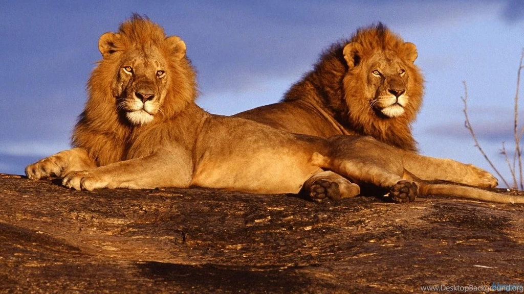 Download Lion Desktop Wallpapers