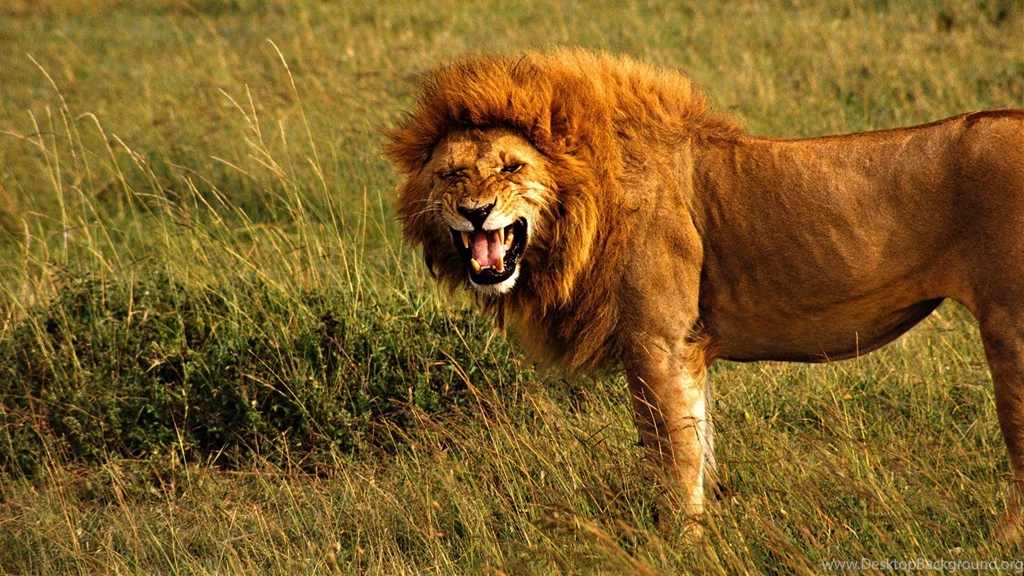 Lion Computer Wallpapers, Desktop Backgrounds