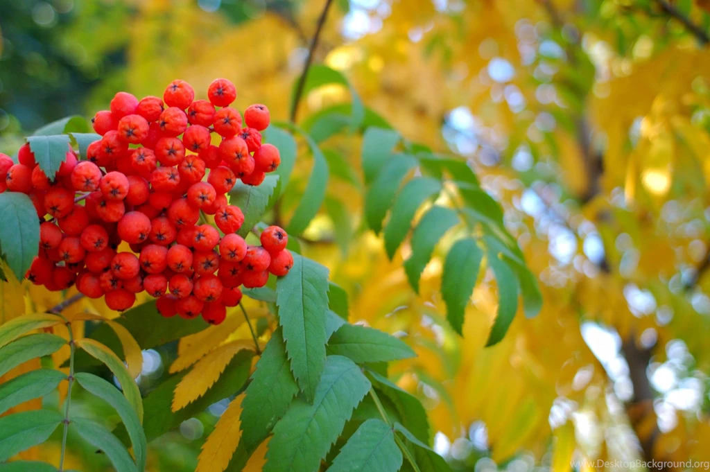 Hd Images, Download Wallpapers, Cool Artworks, Effects, Colors ...