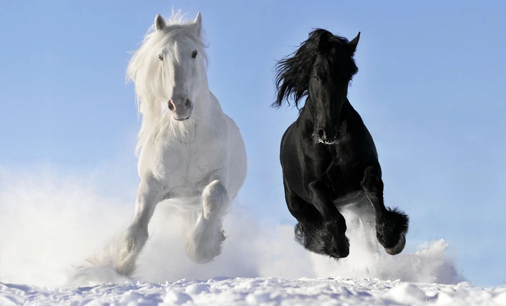 Horse Winter Snow Wallpapers