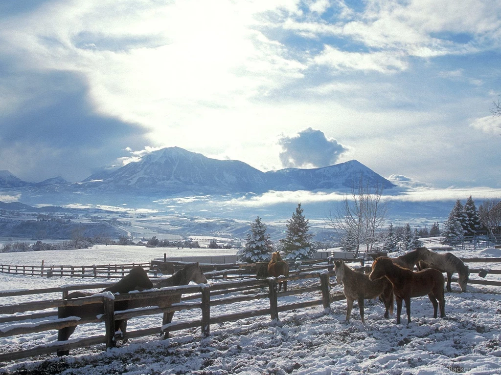 Winter Horse Wallpapers 24008