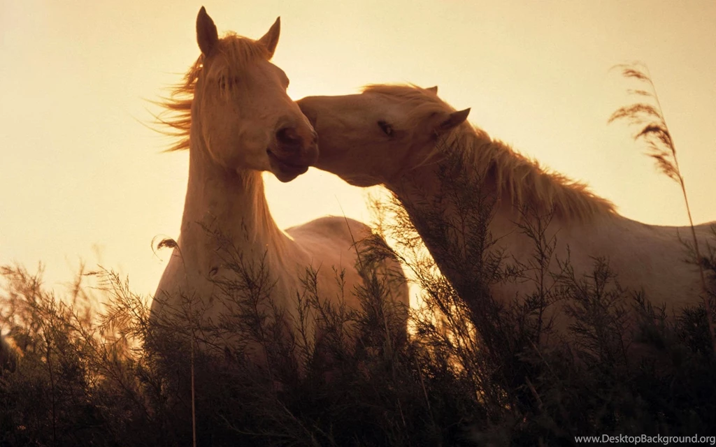 Horses, Wallpapers, Love, Horse, Animal, Winter (