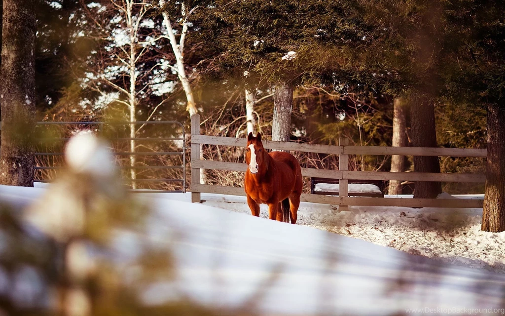 Horse Fence Winter Wallpapers