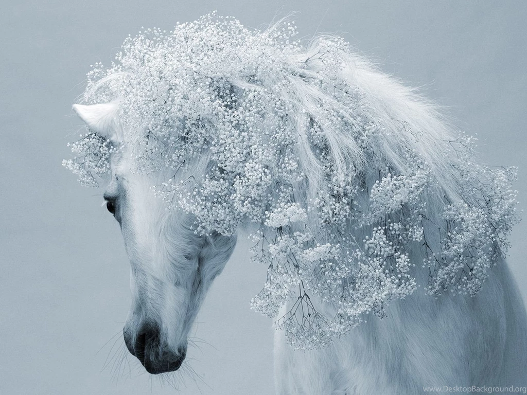 Winter Horse Wallpapers And Images Wallpapers, Pictures, Photos