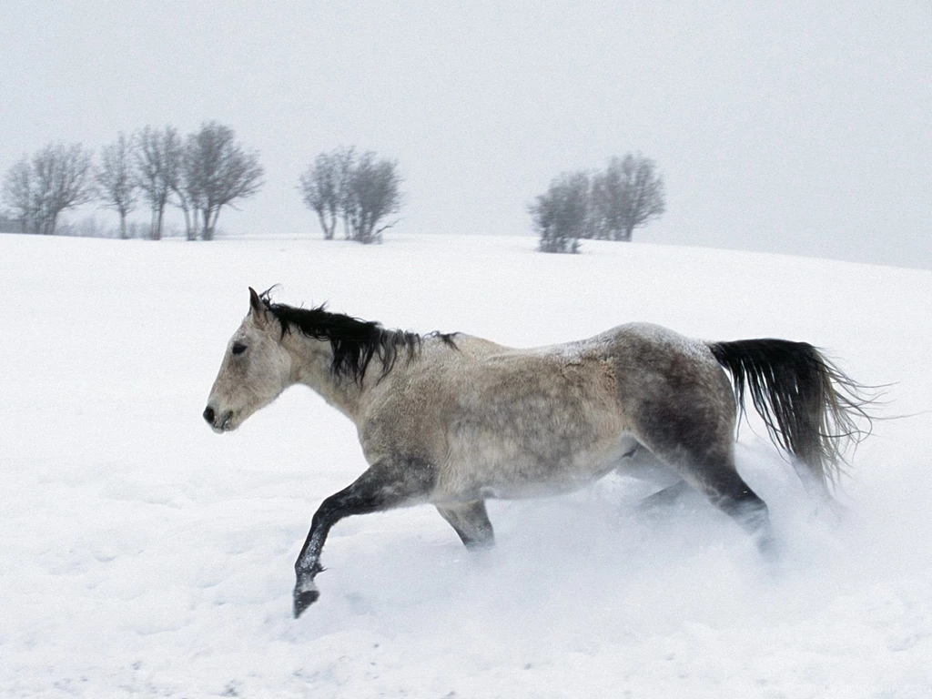 Winter Horse Wallpapers   167599