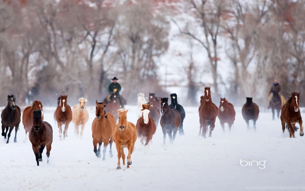 Gallery For   Bing Backgrounds Horses