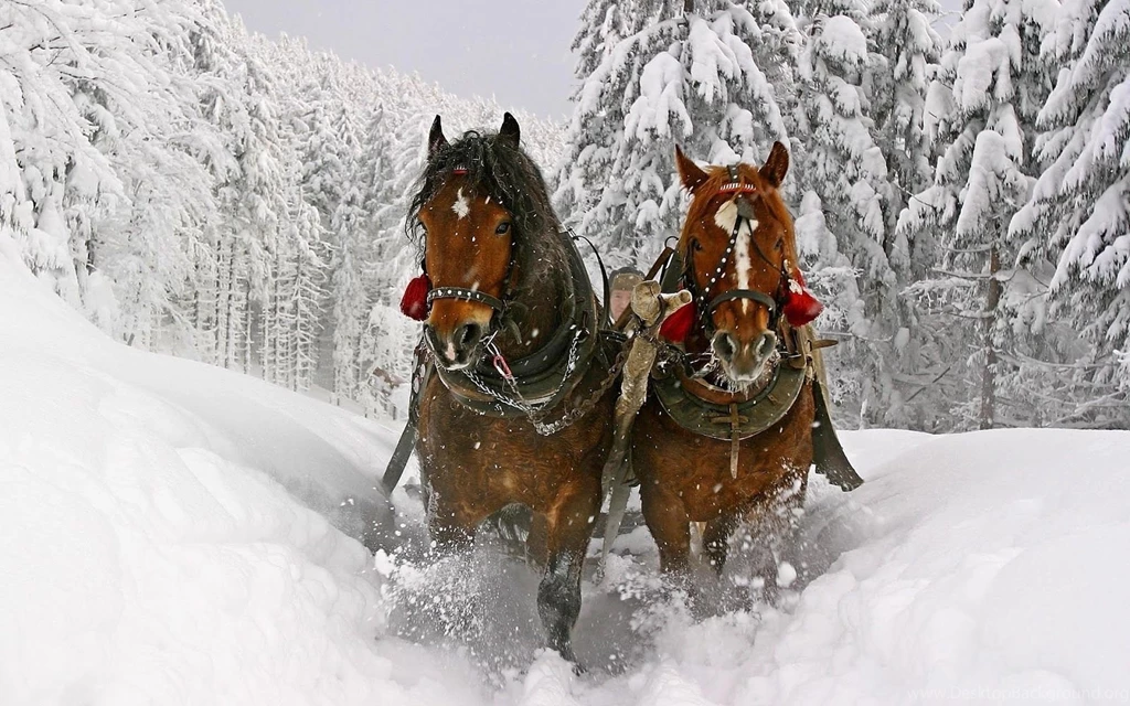 Brown Horses Running Through Snow